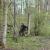 First skirm in holland